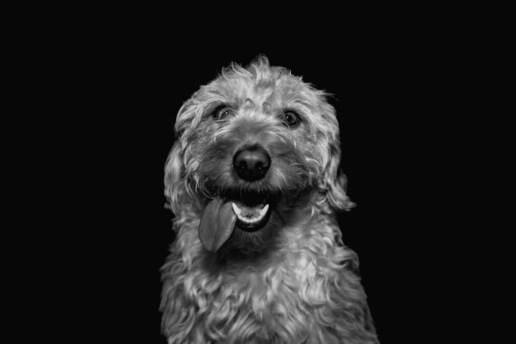 dog veterinary
