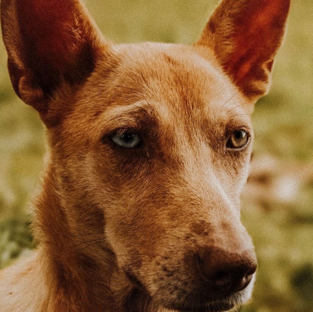 dog veterinary