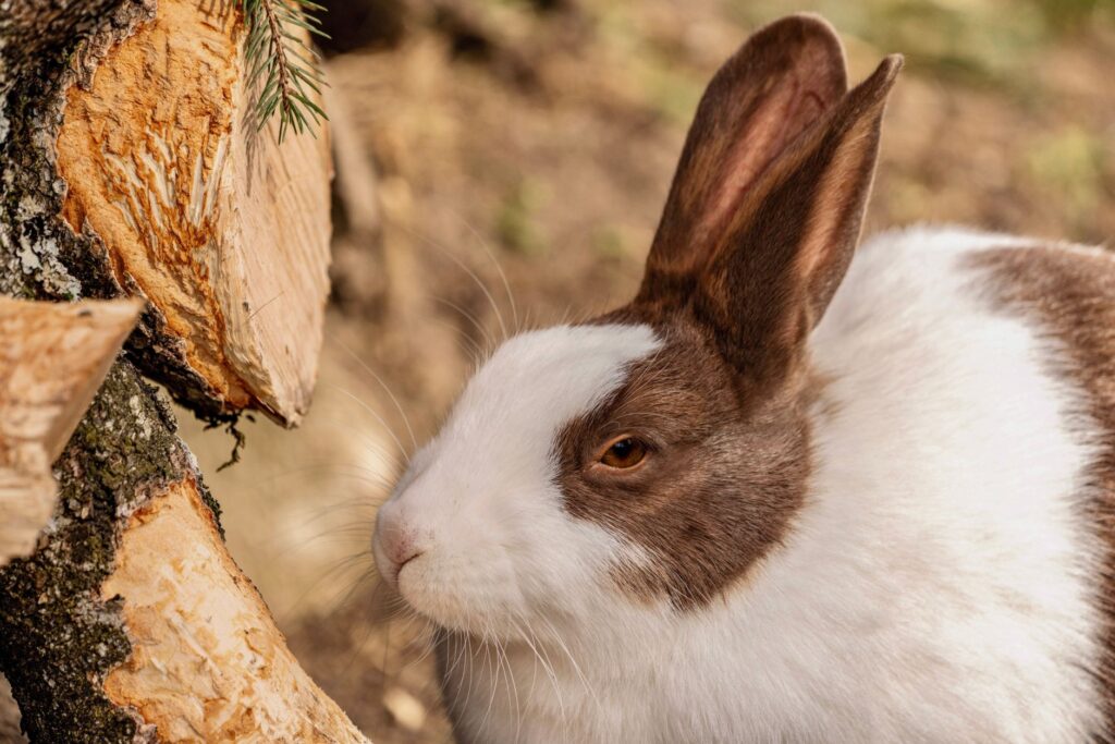 rabbit veterinary