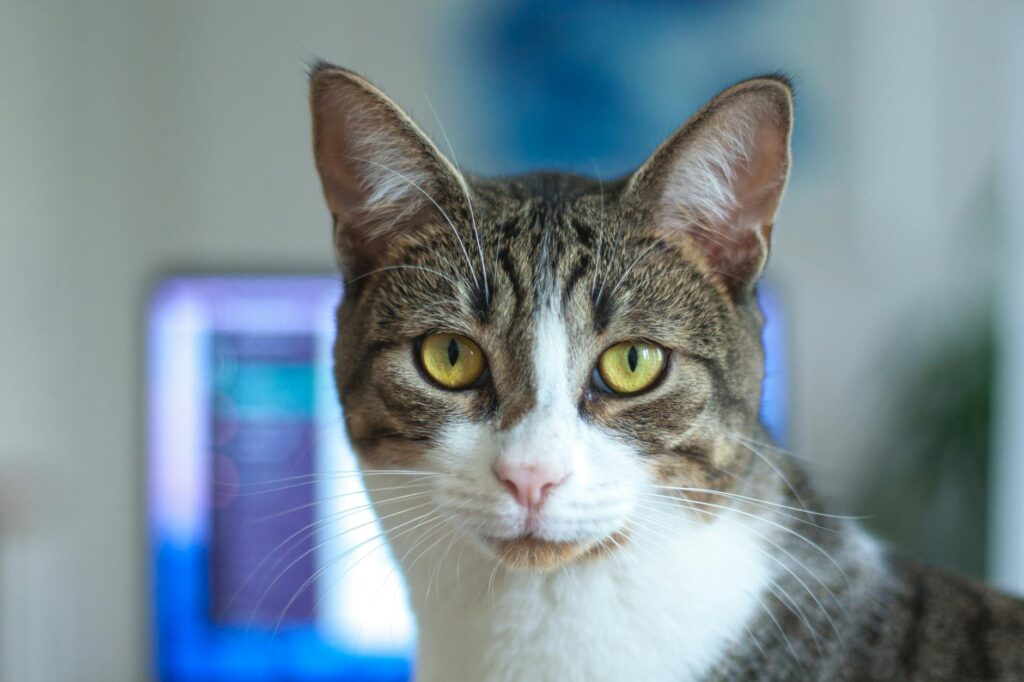 cat veterinary