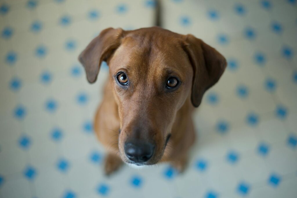 dog veterinary