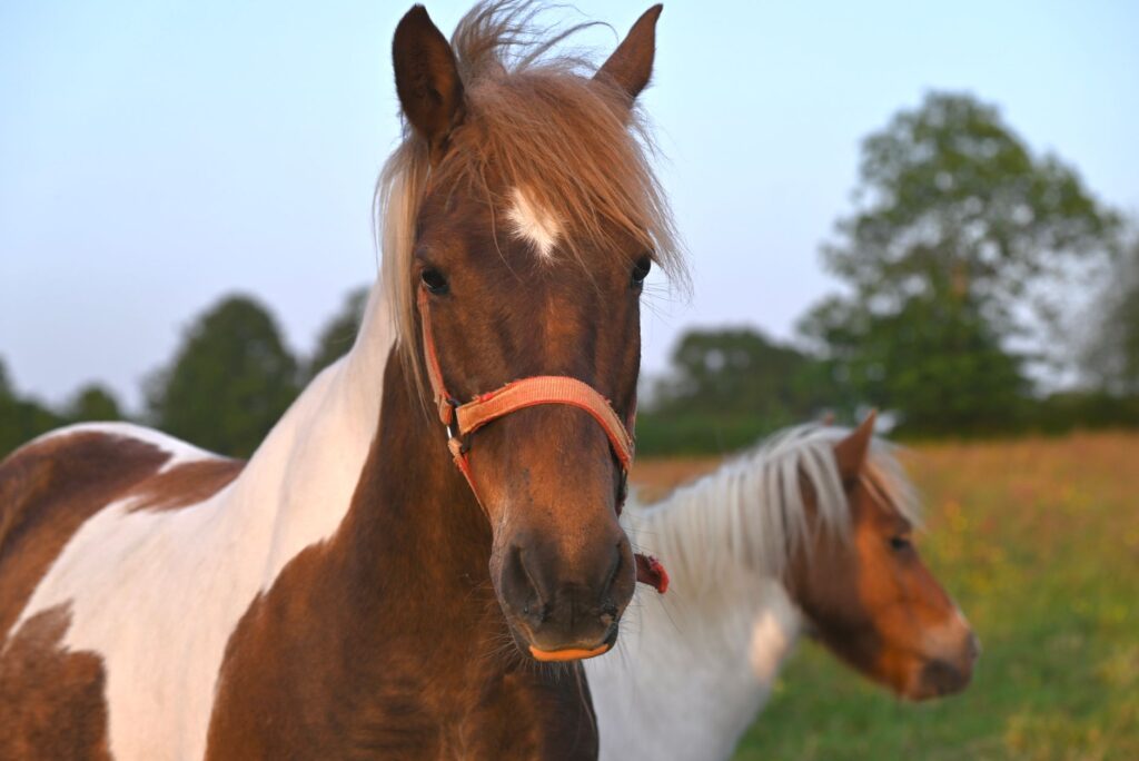 horse veterinary