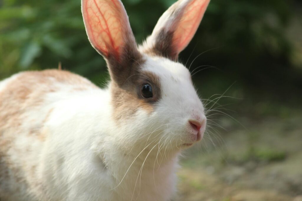 rabbit veterinary