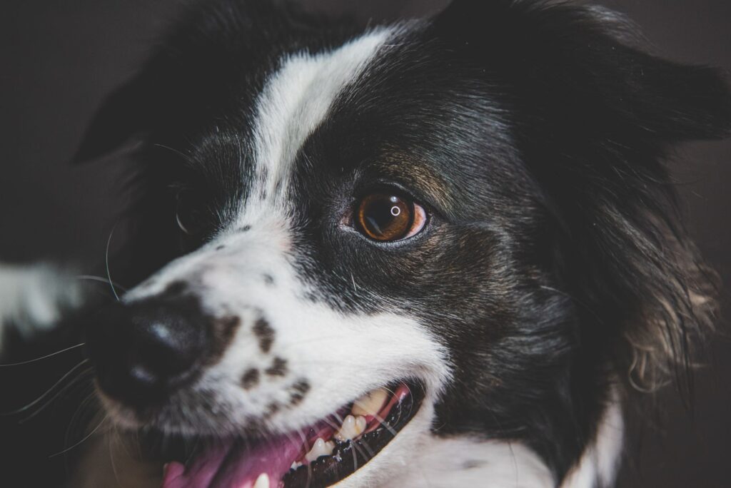 dog veterinary