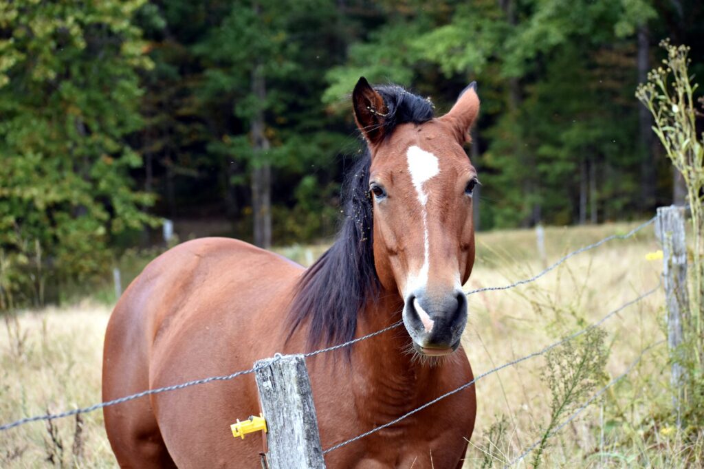 horse veterinary