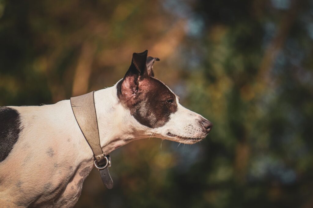 dog veterinary