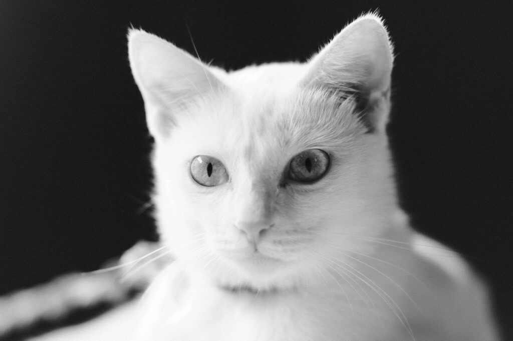 cat veterinary