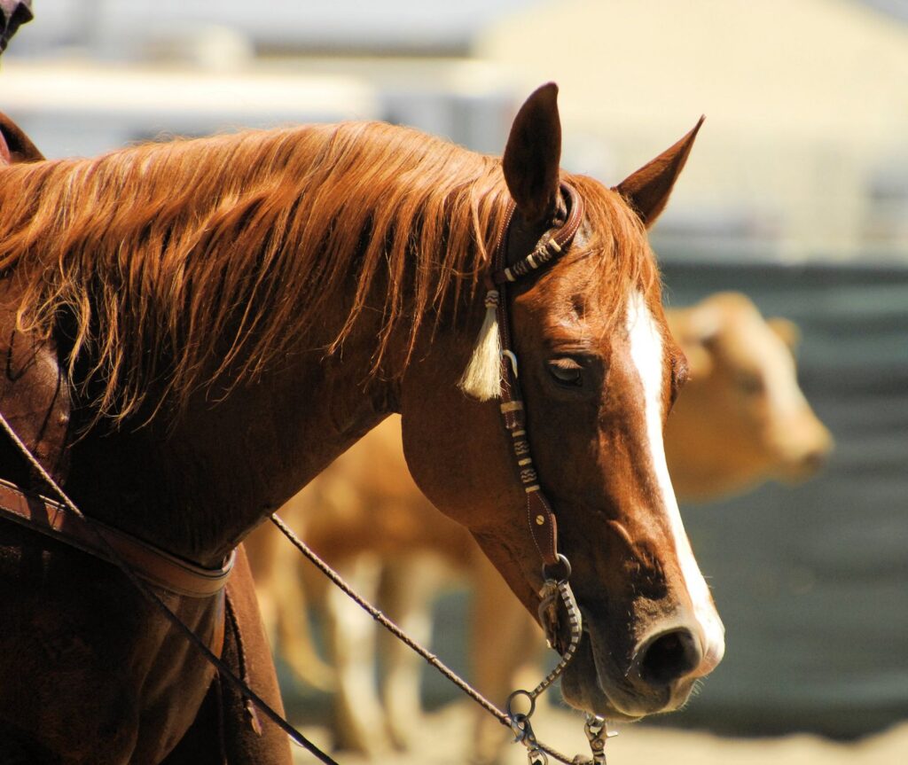 horse veterinary