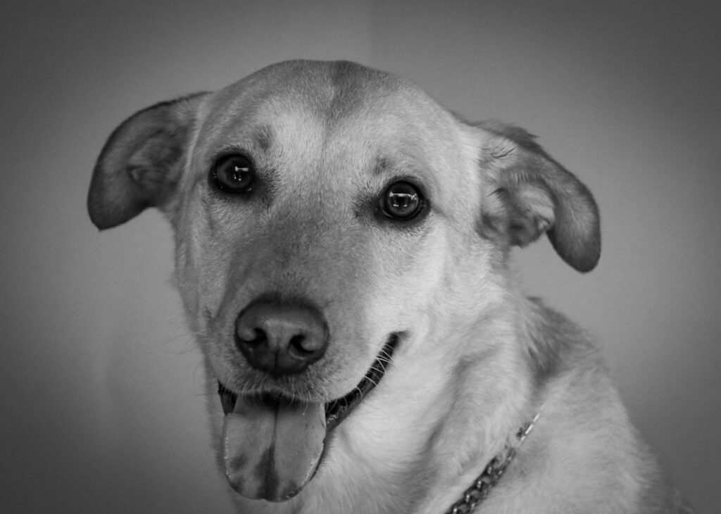 dog veterinary
