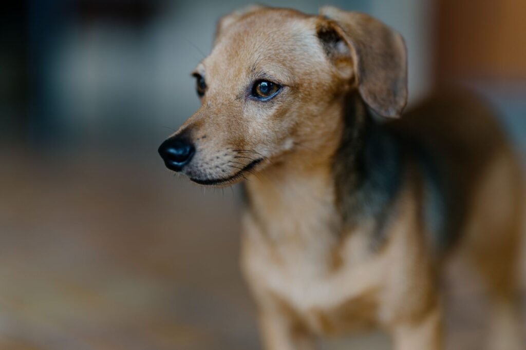 dog veterinary