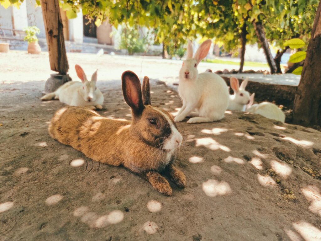rabbit veterinary