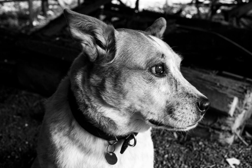 dog veterinary