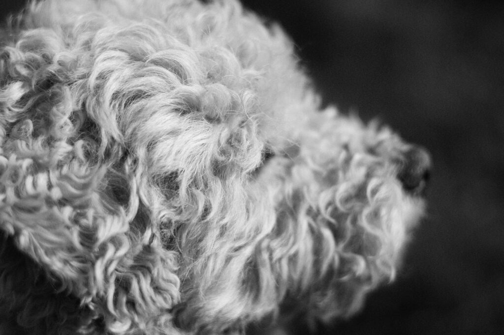 dog veterinary