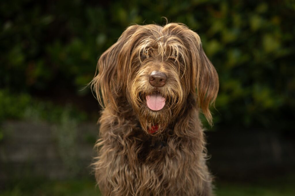 dog veterinary