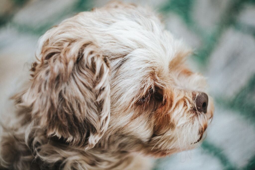 dog veterinary