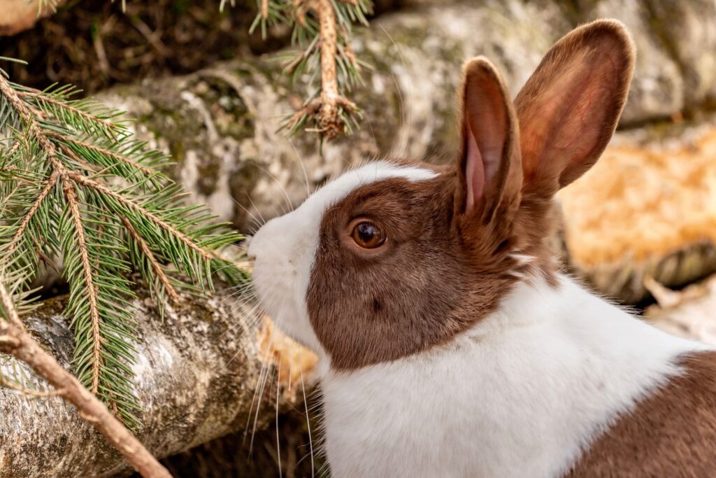 rabbit veterinary