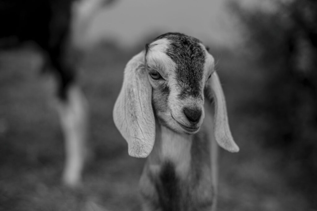 goat veterinary