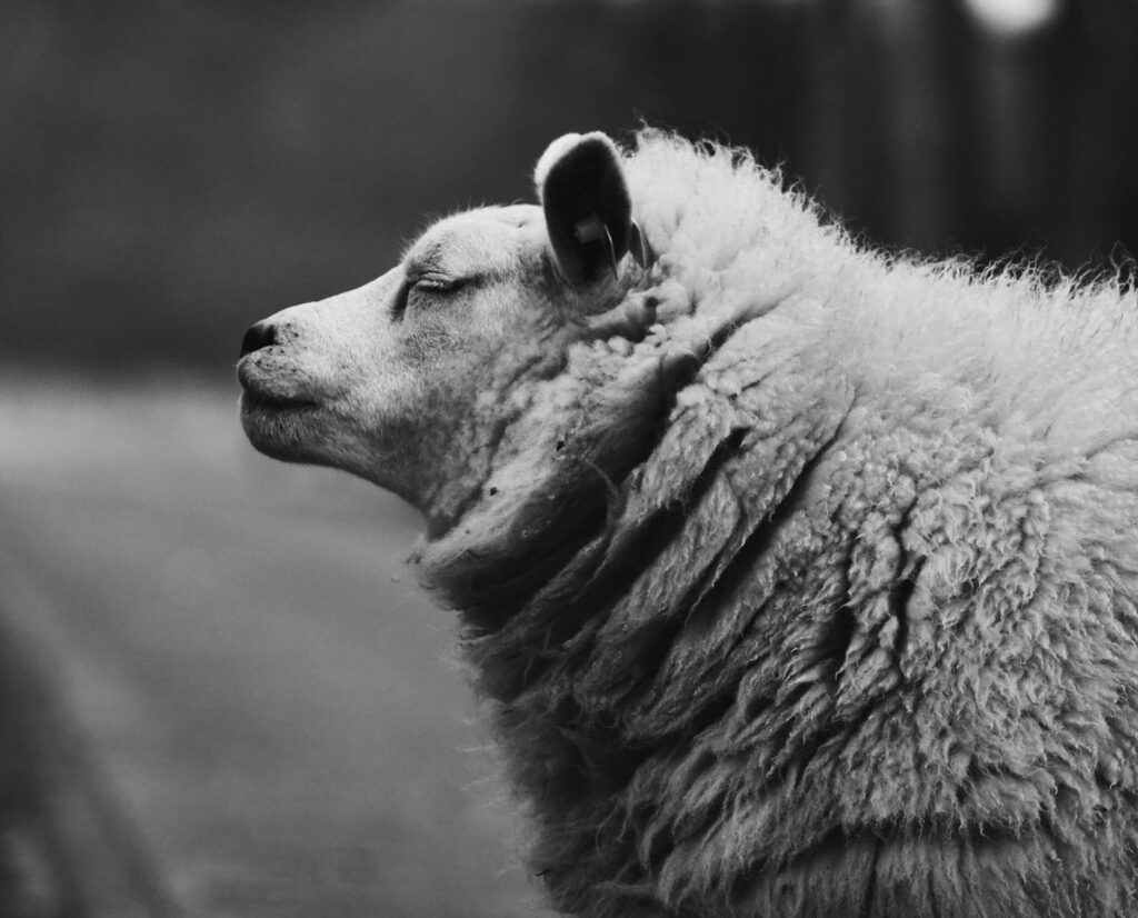 sheep veterinary