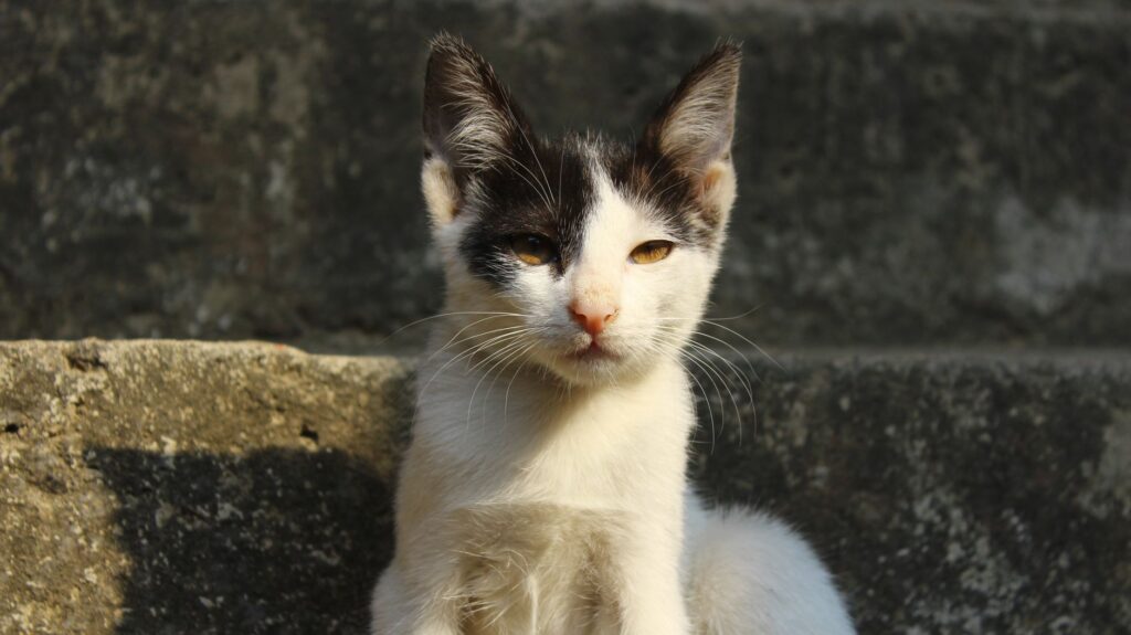 cat veterinary