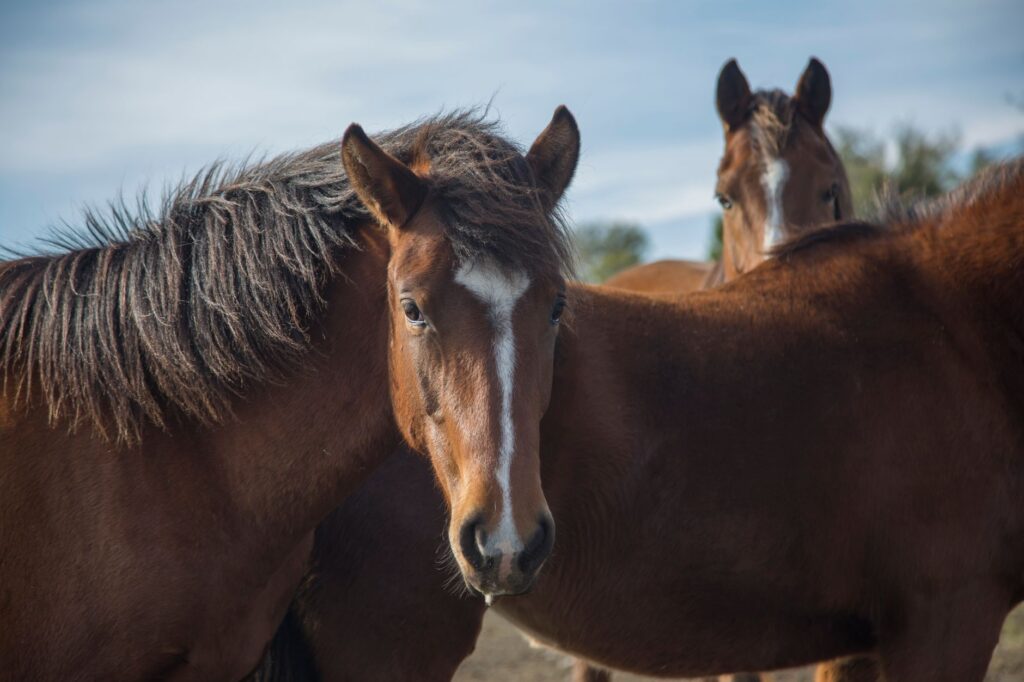 horse veterinary