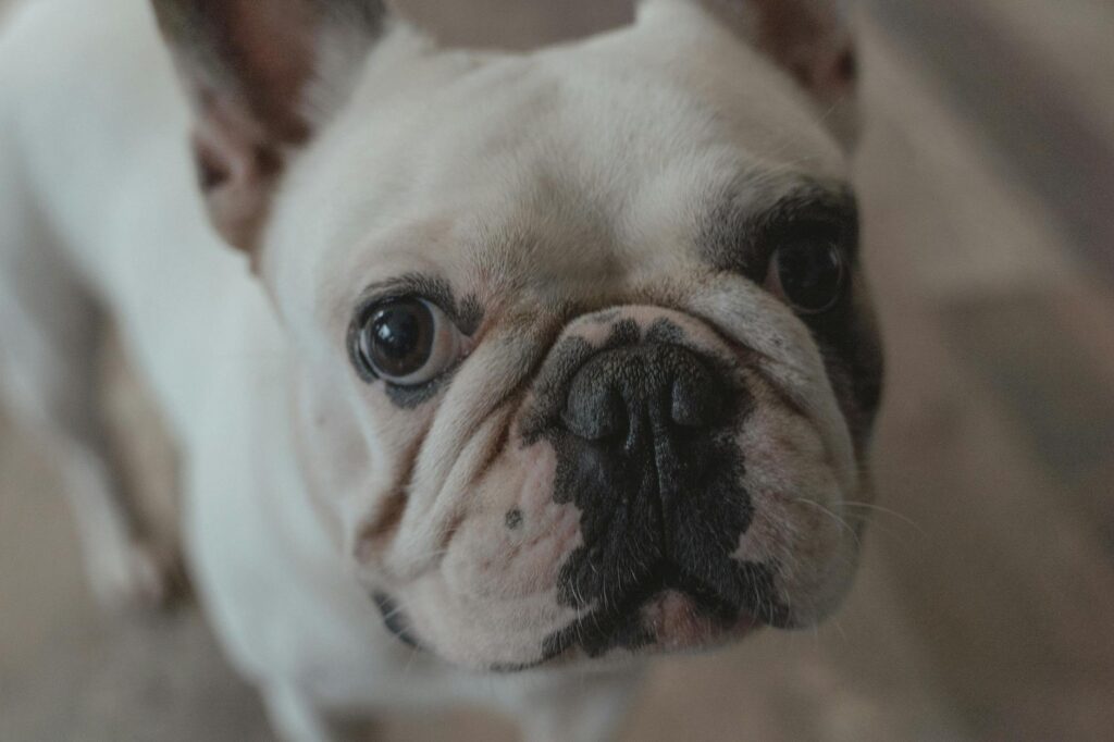 dog veterinary
