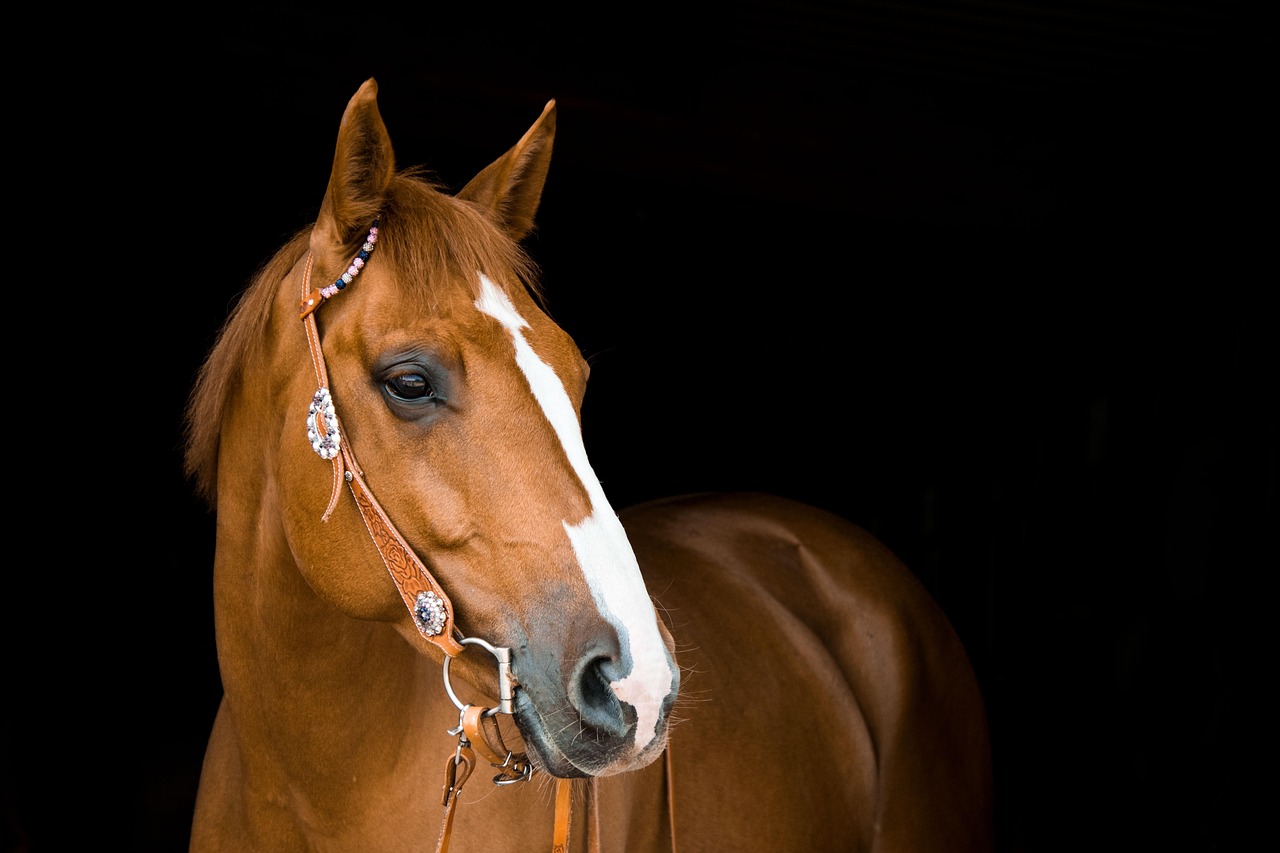 Healthcare and wellness consultation for a horse