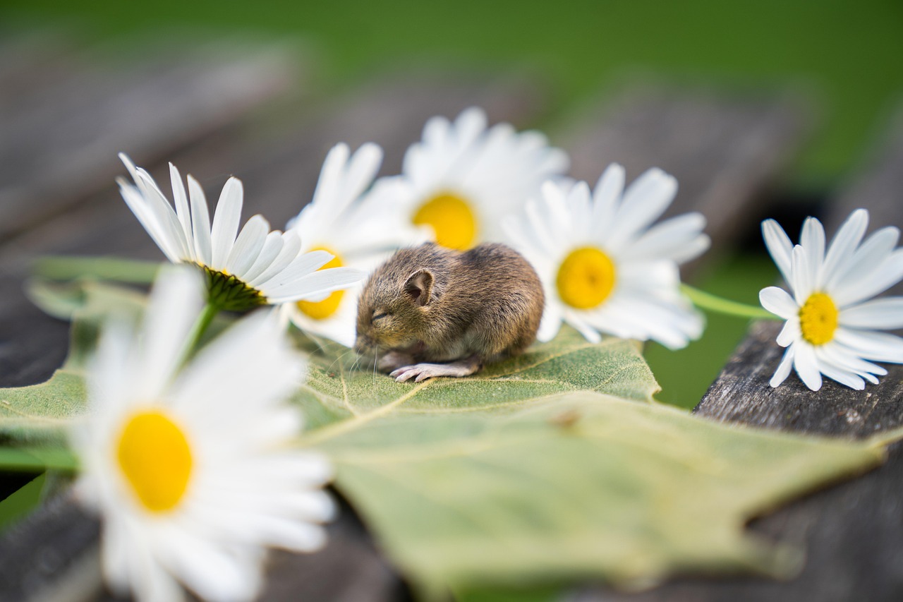 Veterinary care for a mouse