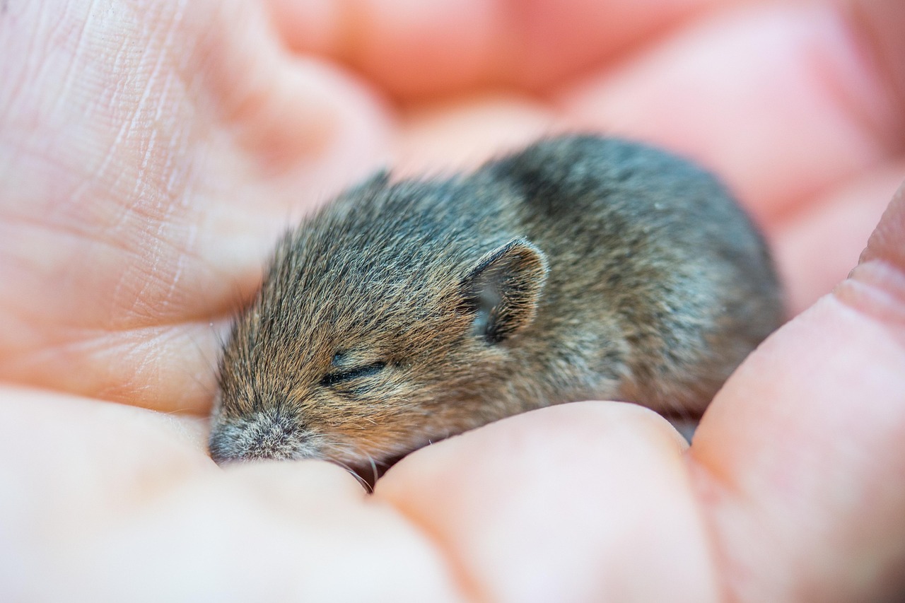 Portrait of a mouse at a veterinary clinic
