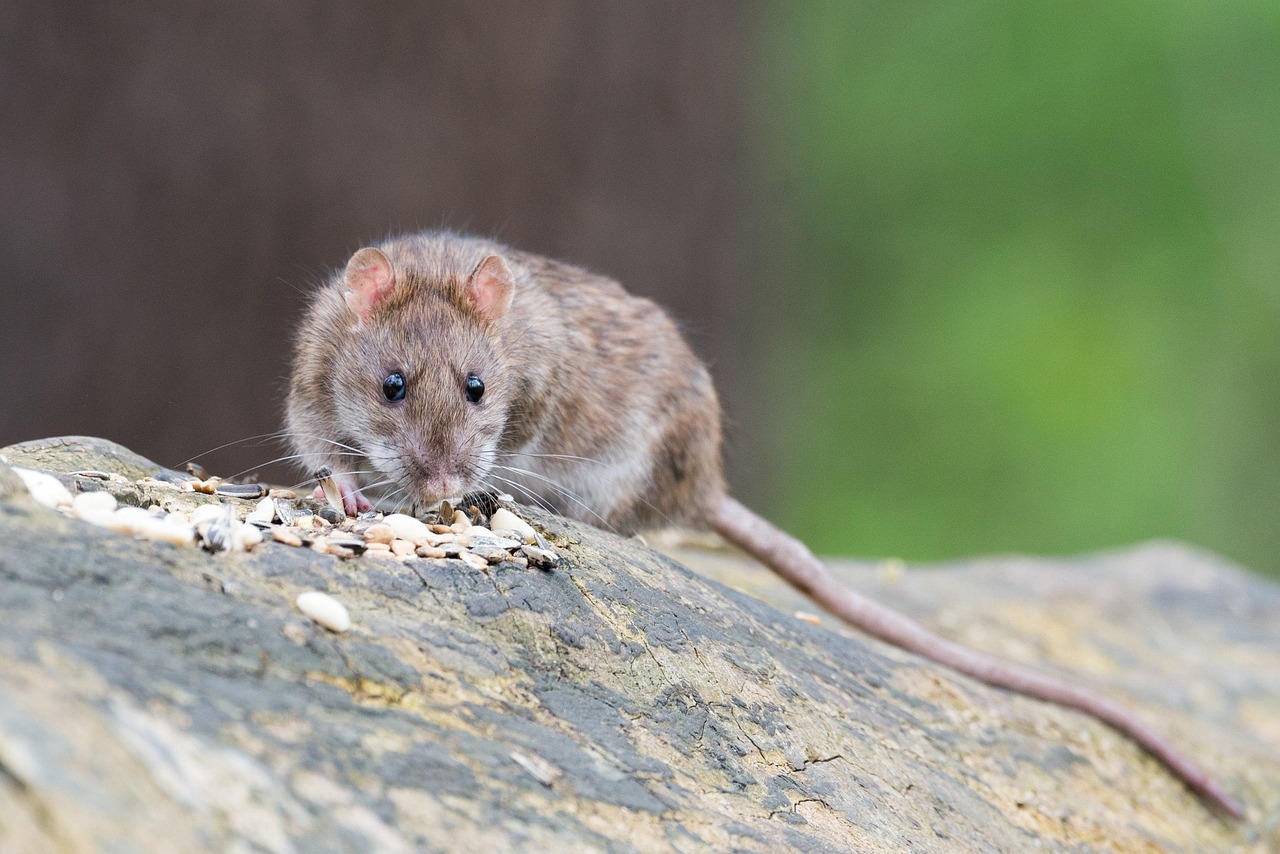 Veterinarian examining a rat during a checkup