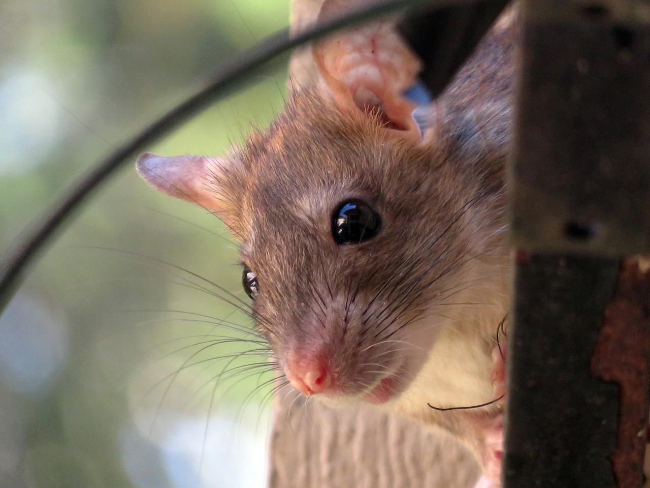 Portrait of a rat at a veterinary clinic