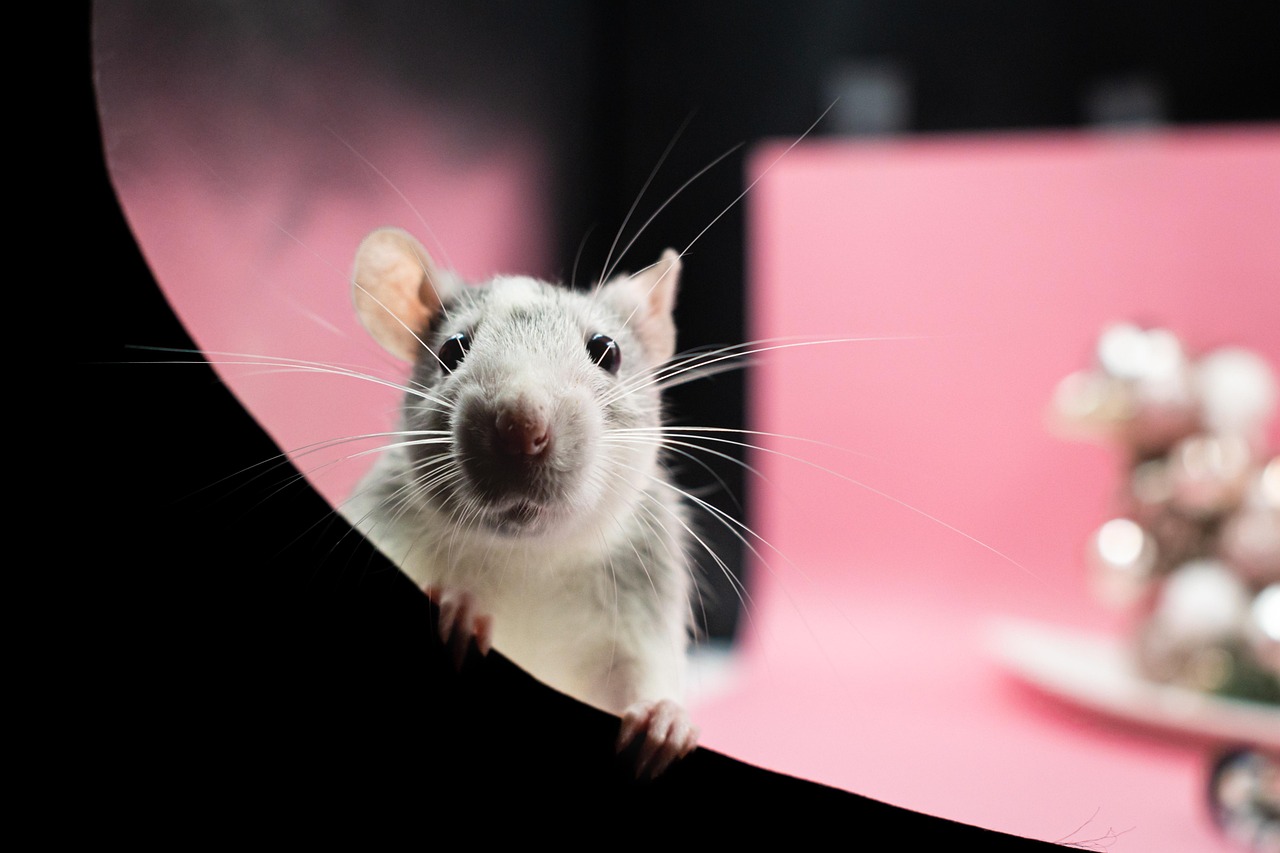 Healthcare and wellness consultation for a rat
