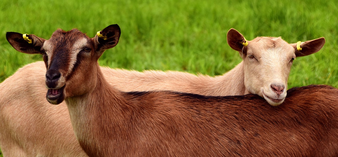 Veterinary care for a goat