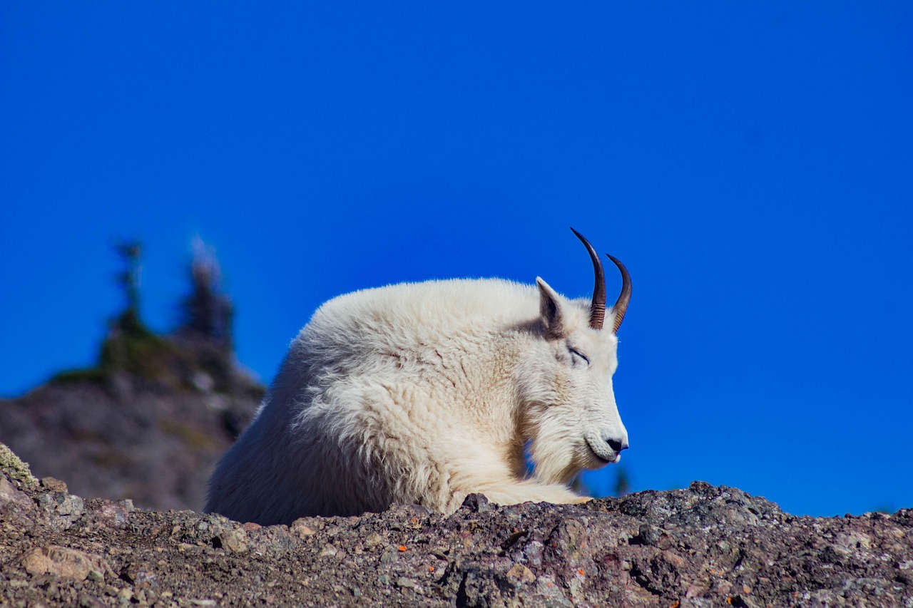 Veterinarian examining a goat during a checkup