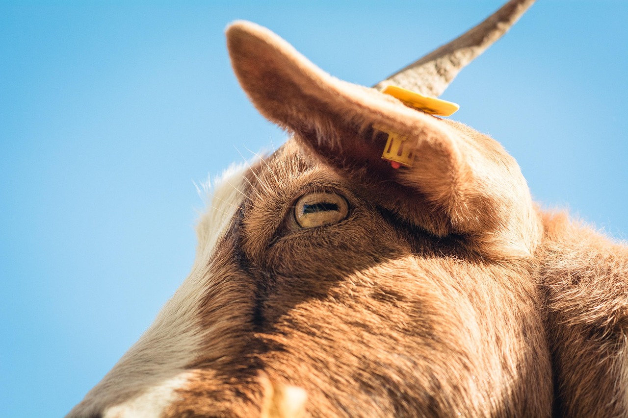 Portrait of a goat at a veterinary clinic