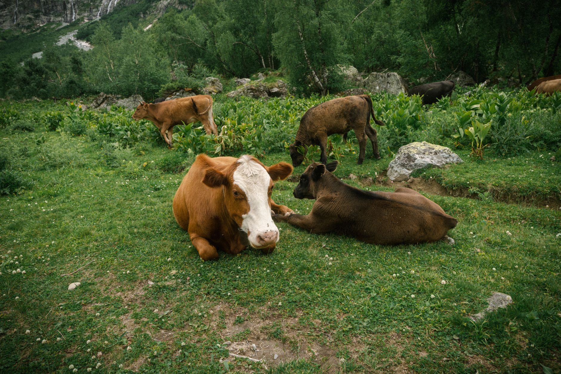 Veterinary care for a cow