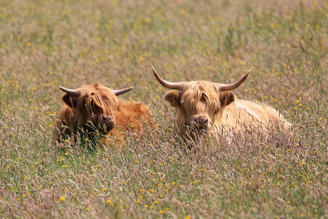 Portrait of a cow at a veterinary clinic
