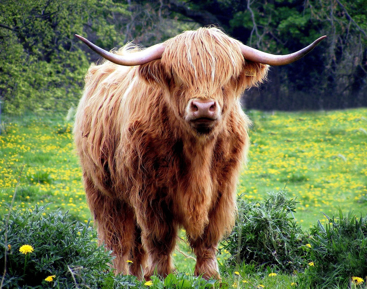 A cow undergoing diagnostic blood testing at a veterinary clinic