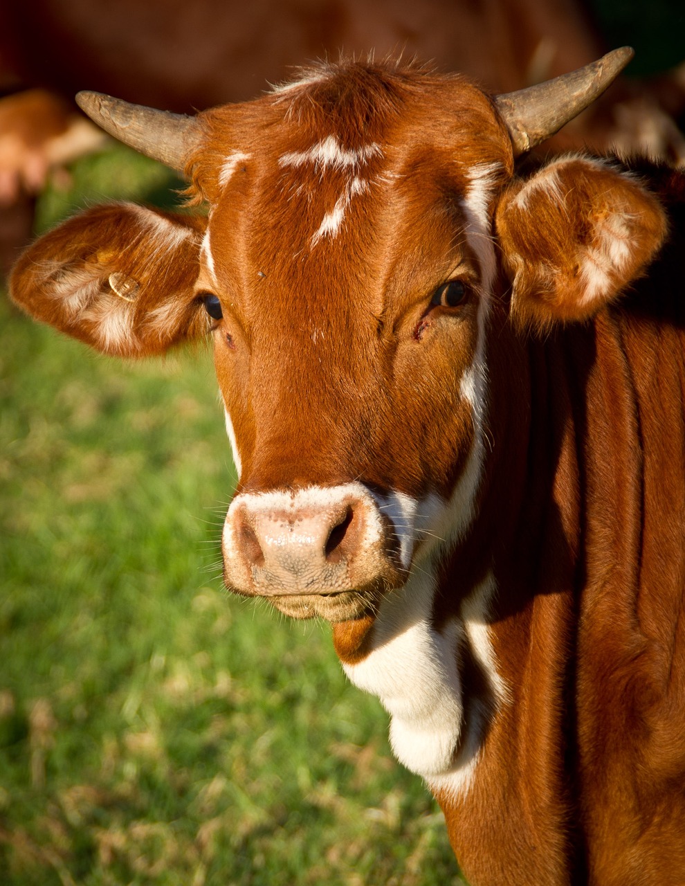 Healthcare and wellness consultation for a cow