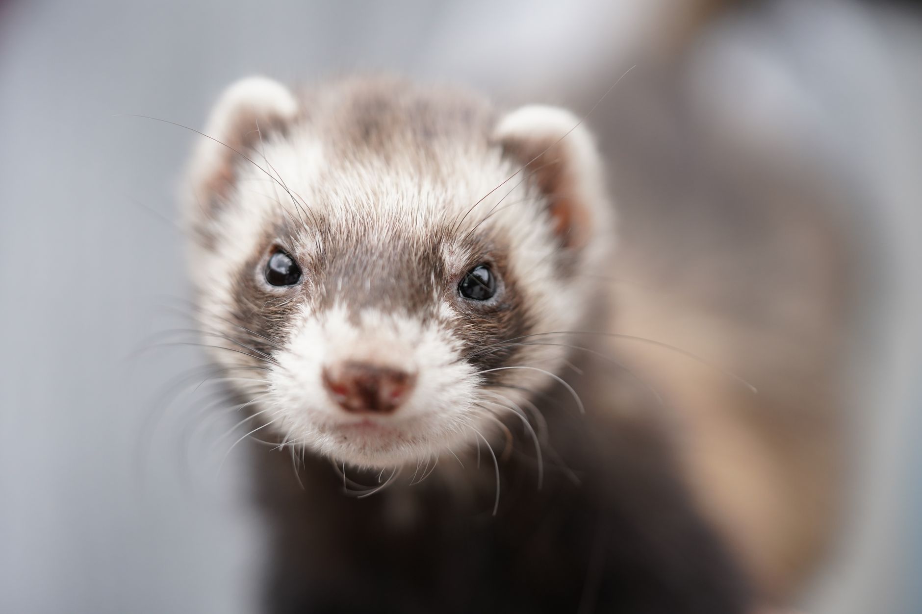 Veterinary care for a ferret