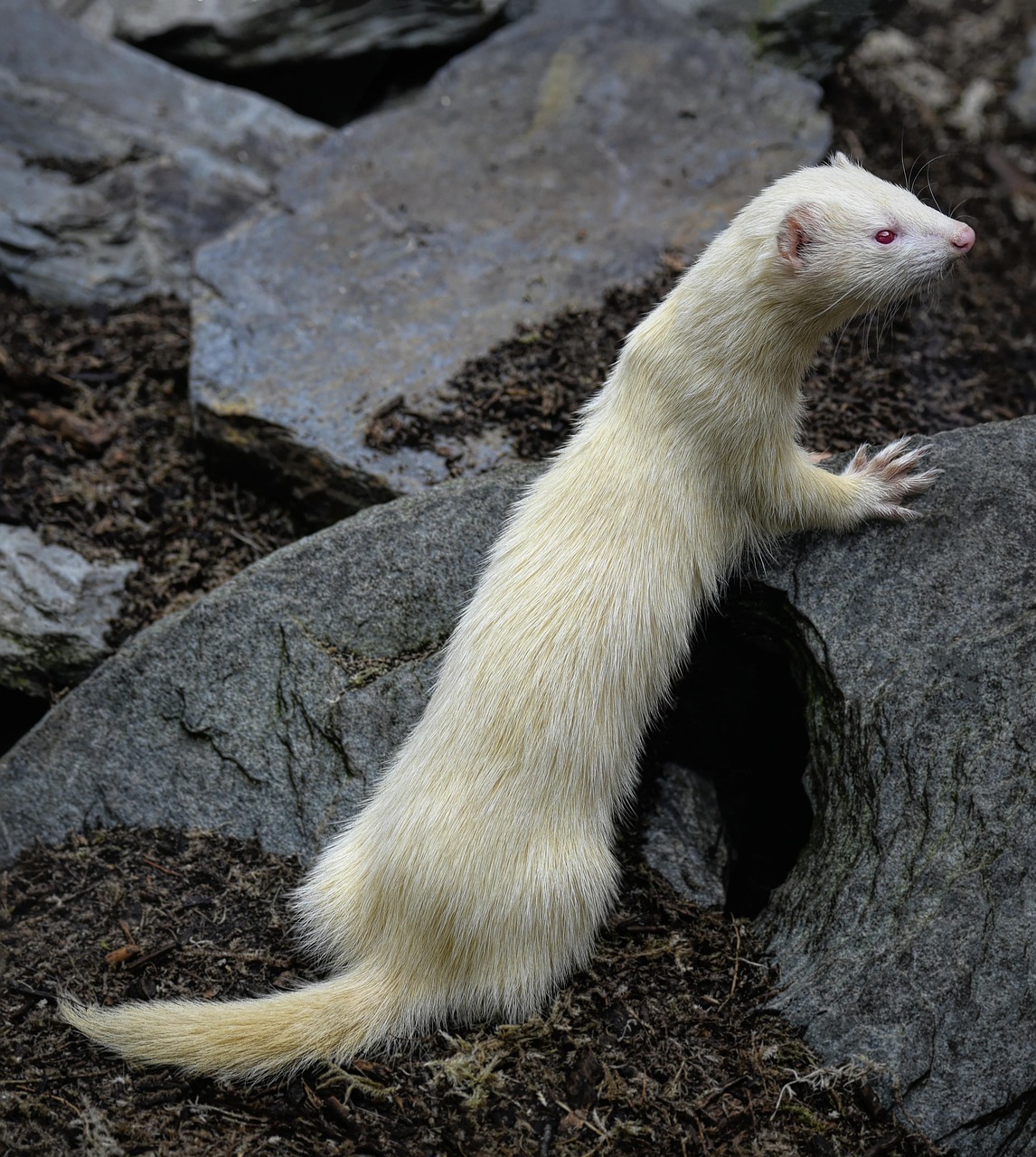 Veterinarian examining a ferret during a checkup