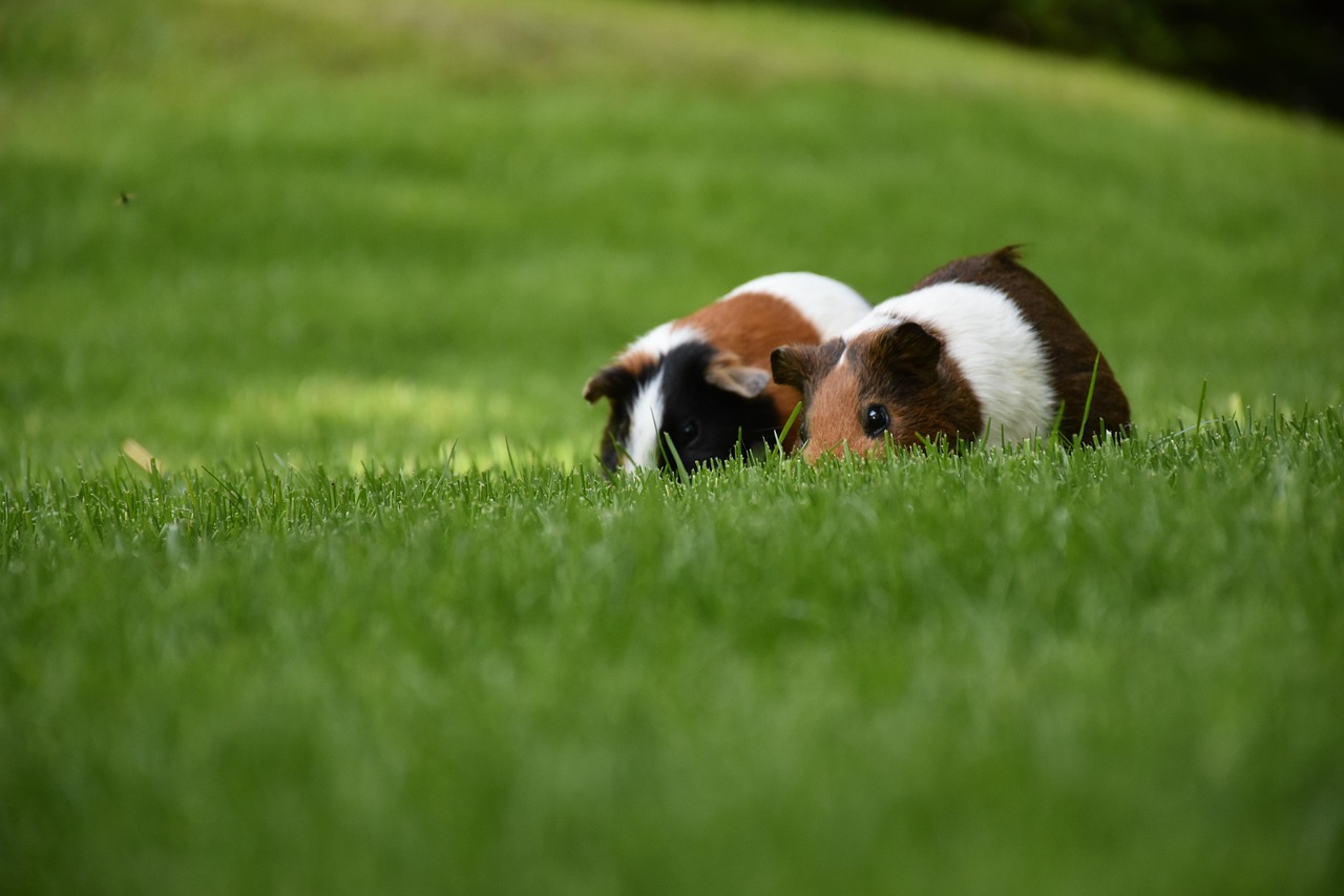 Veterinary care for a guinea pig