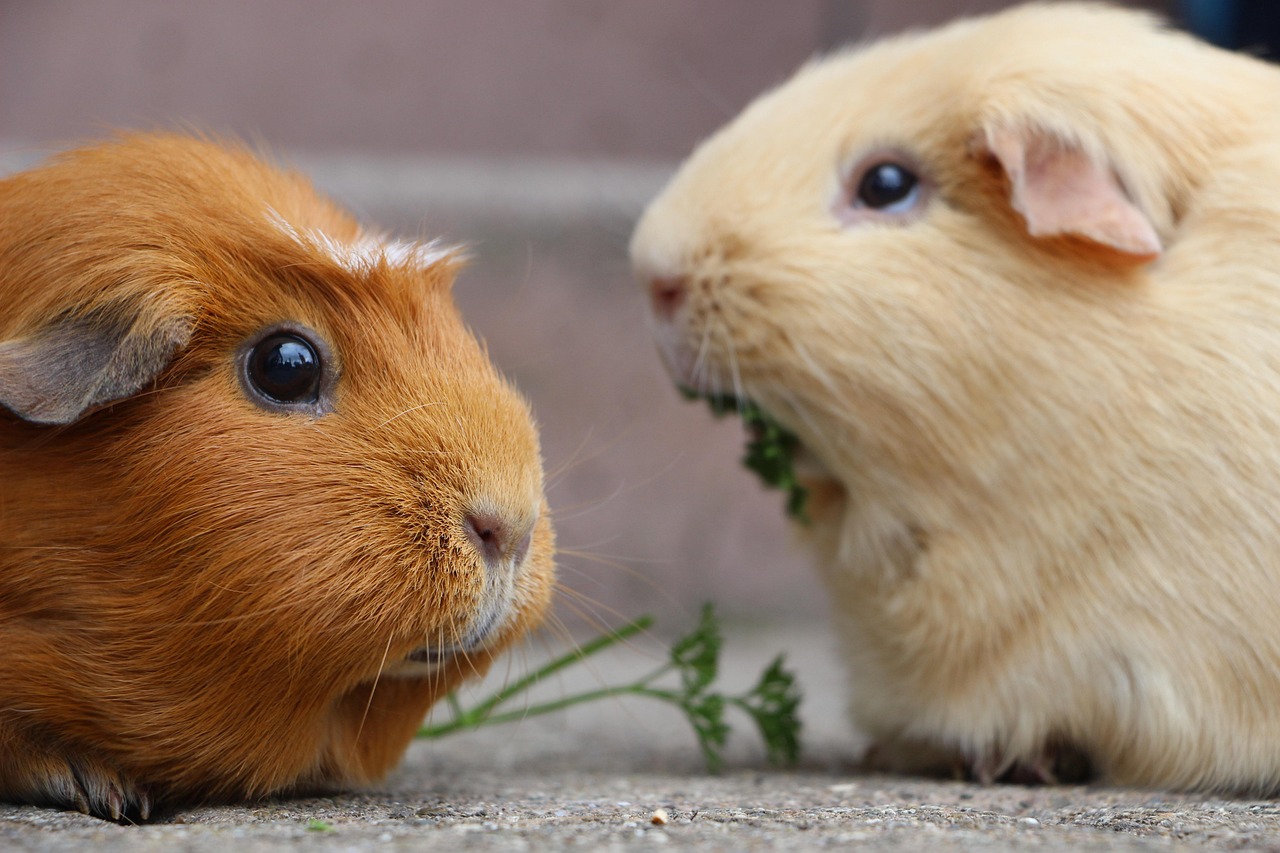 Veterinarian examining a guinea pig during a checkup