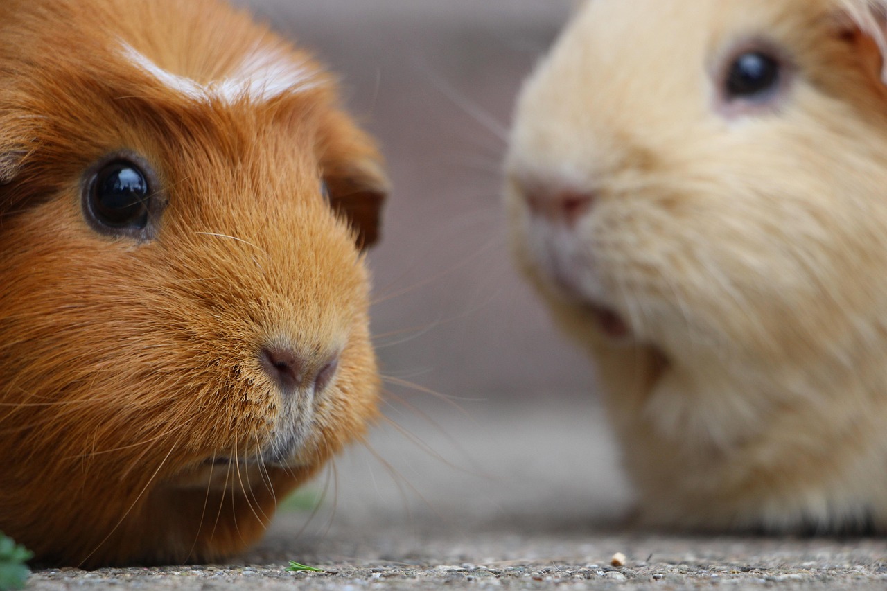 Portrait of a guinea pig at a veterinary clinic