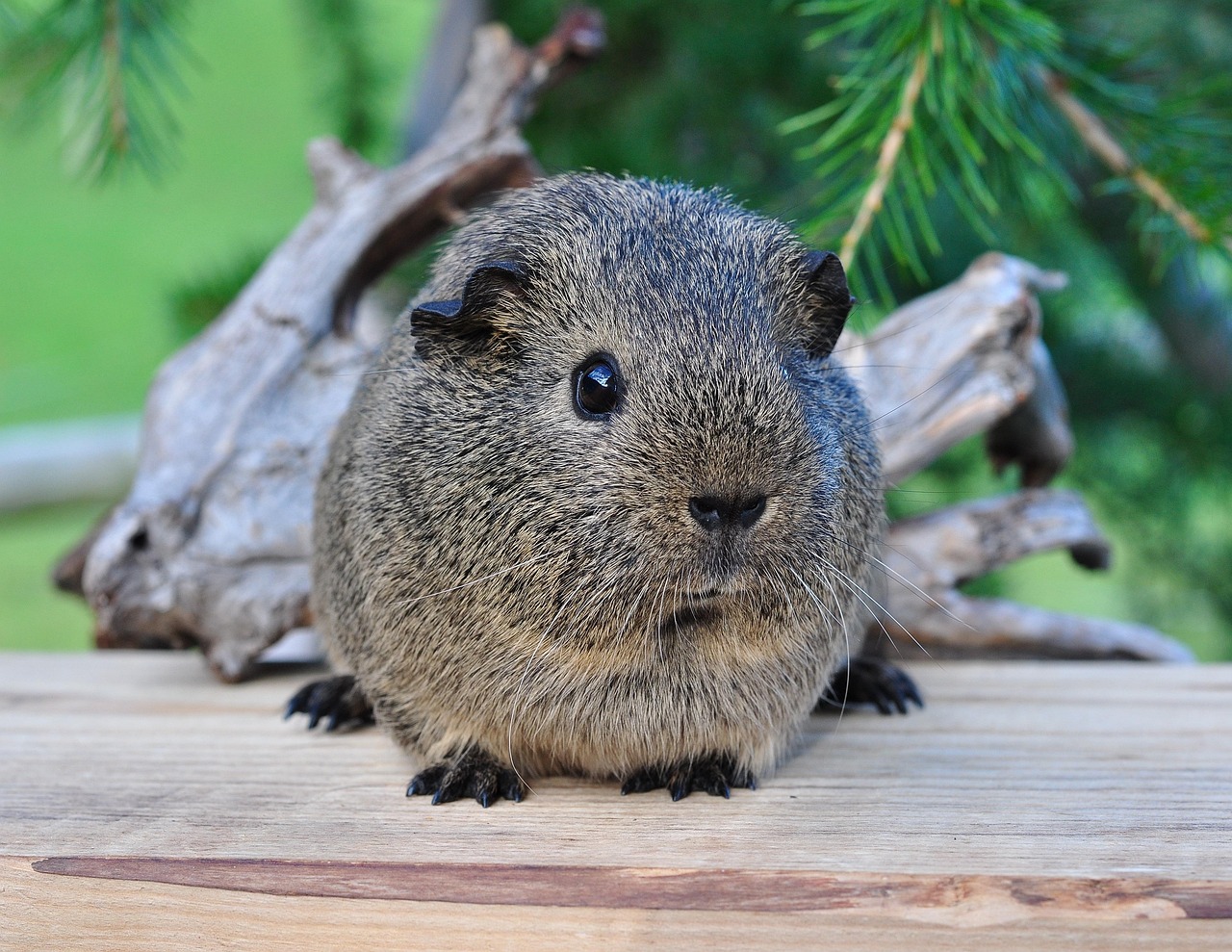 A guinea pig undergoing diagnostic blood testing at a veterinary clinic