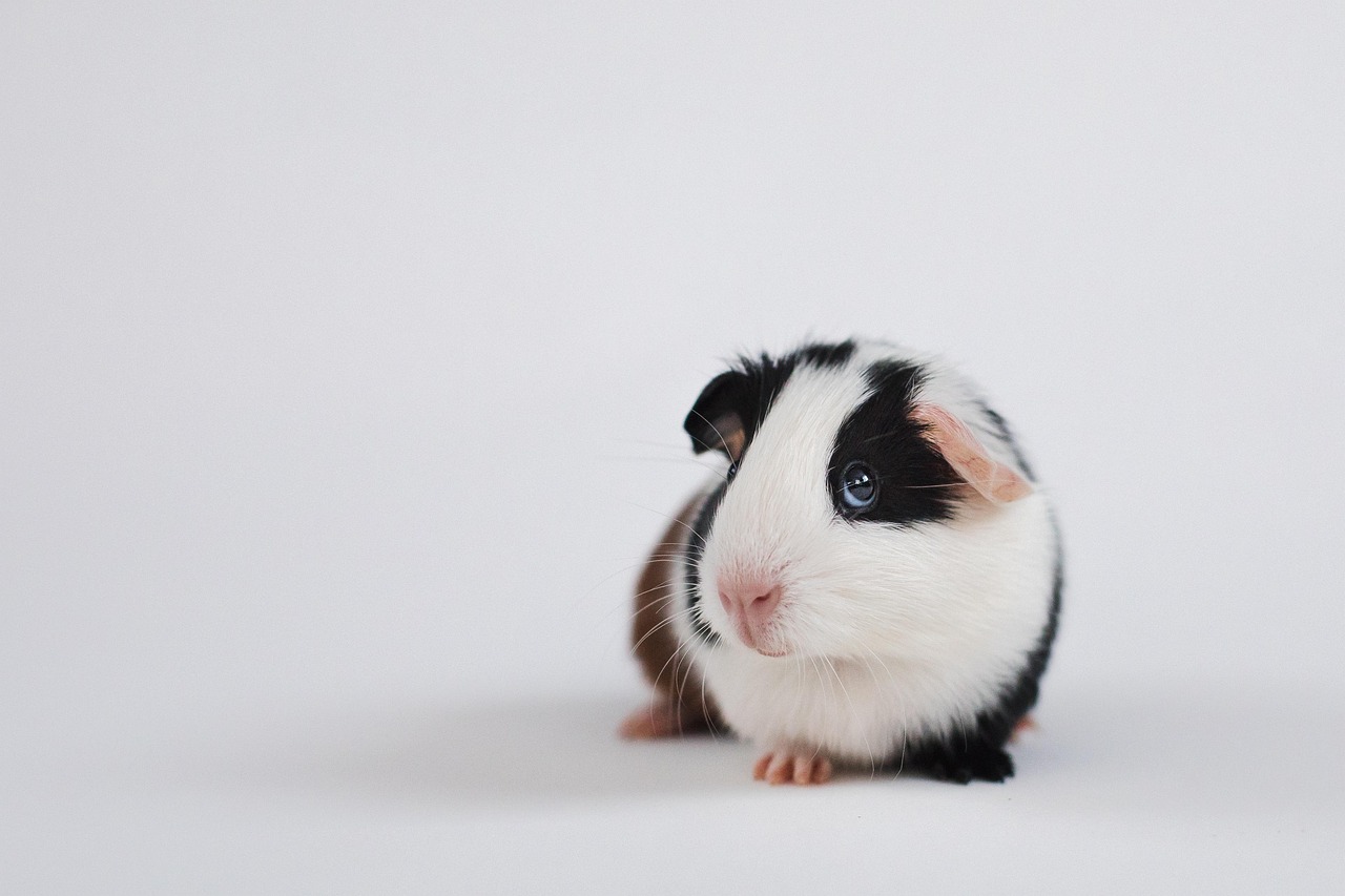 Healthcare and wellness consultation for a guinea pig