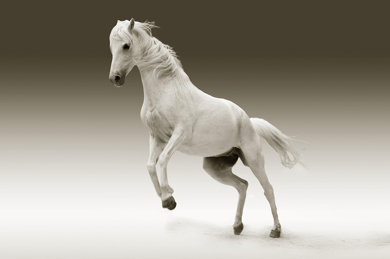 Veterinary care for a horse