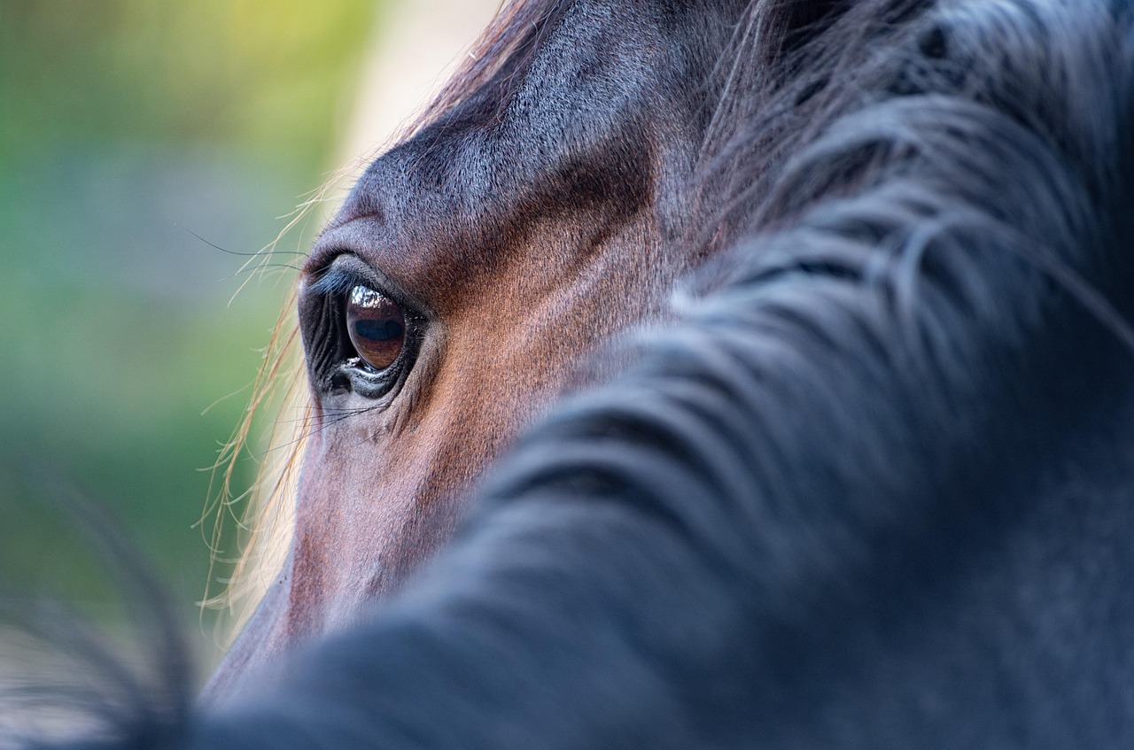 Veterinarian examining a horse during a checkup