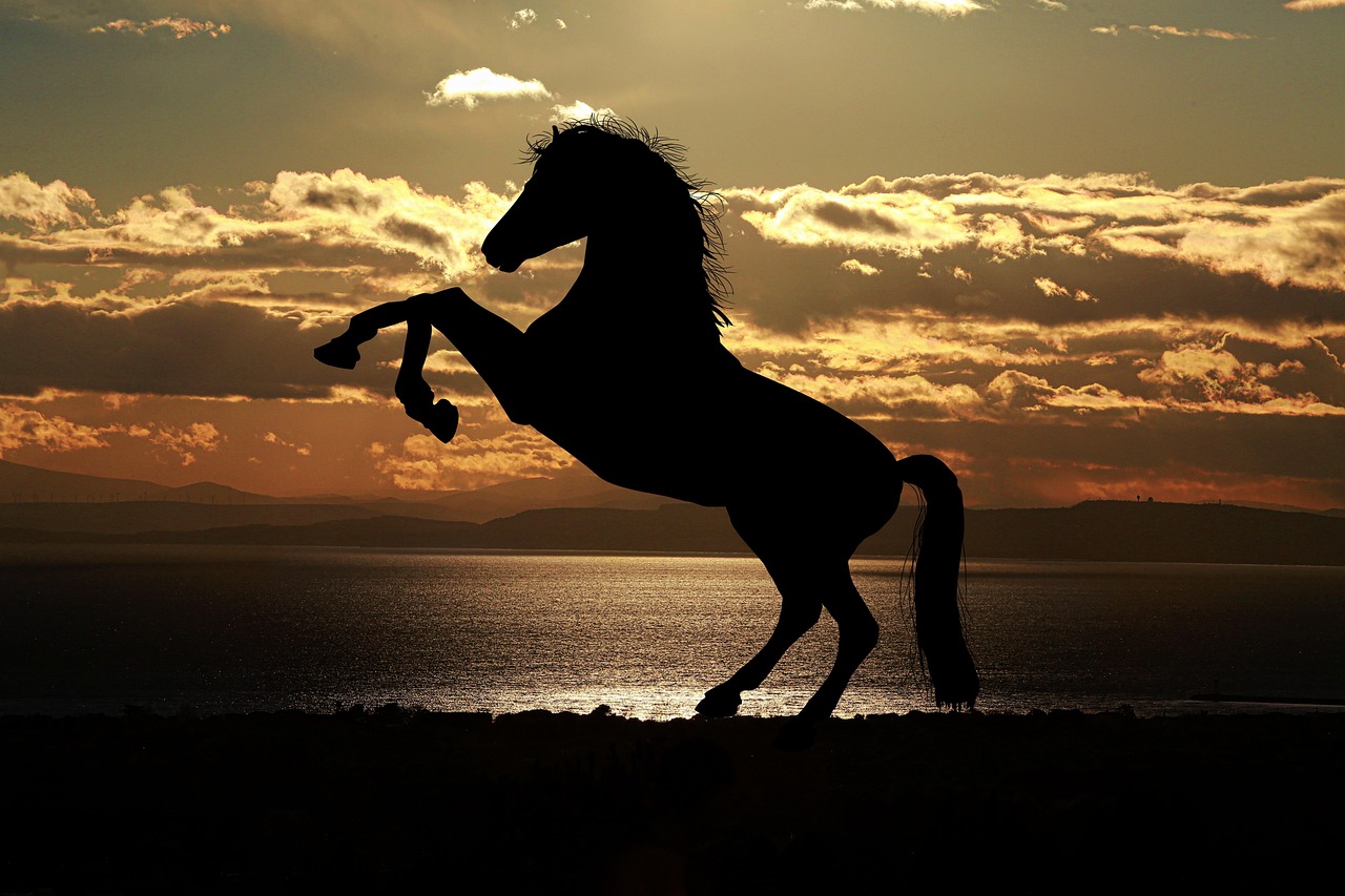 Portrait of a horse at a veterinary clinic