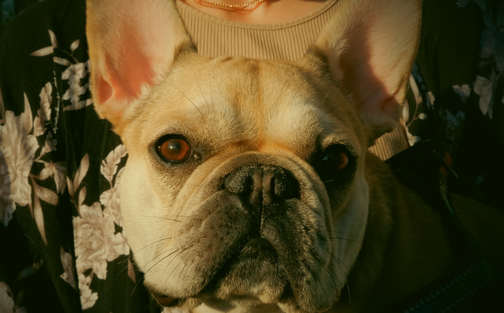 dog veterinary