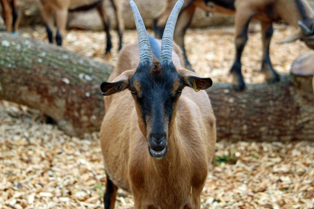 pregnancy toxemia in goats bloodwork interpretation